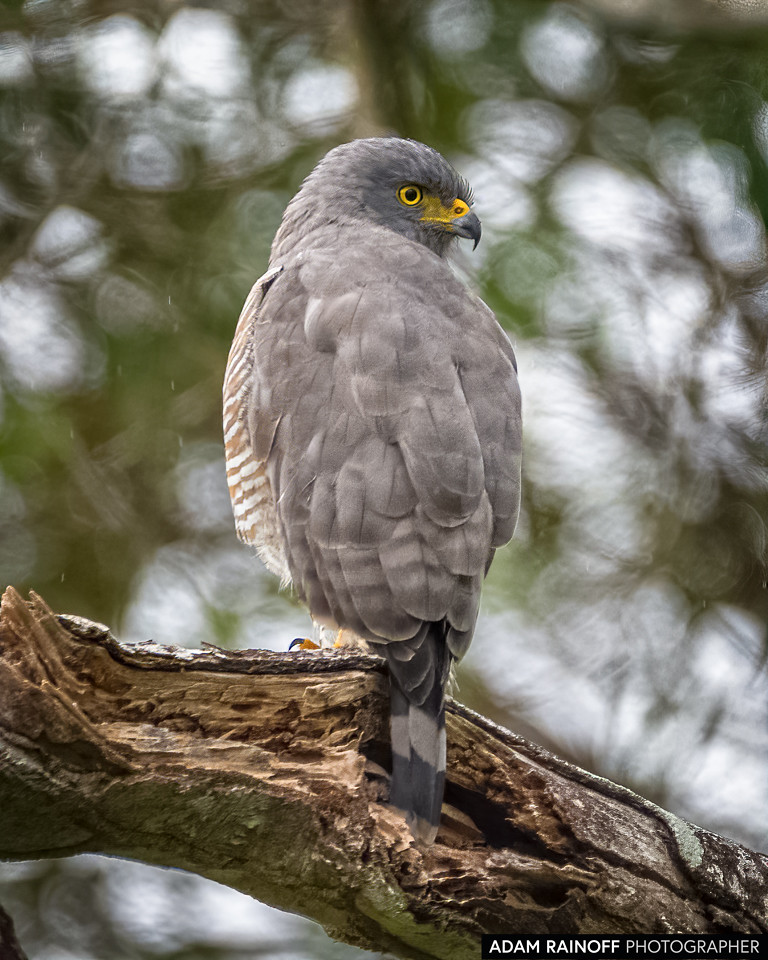 Roadside Hawk, photographed at La Macarena, Meta, Colombia
