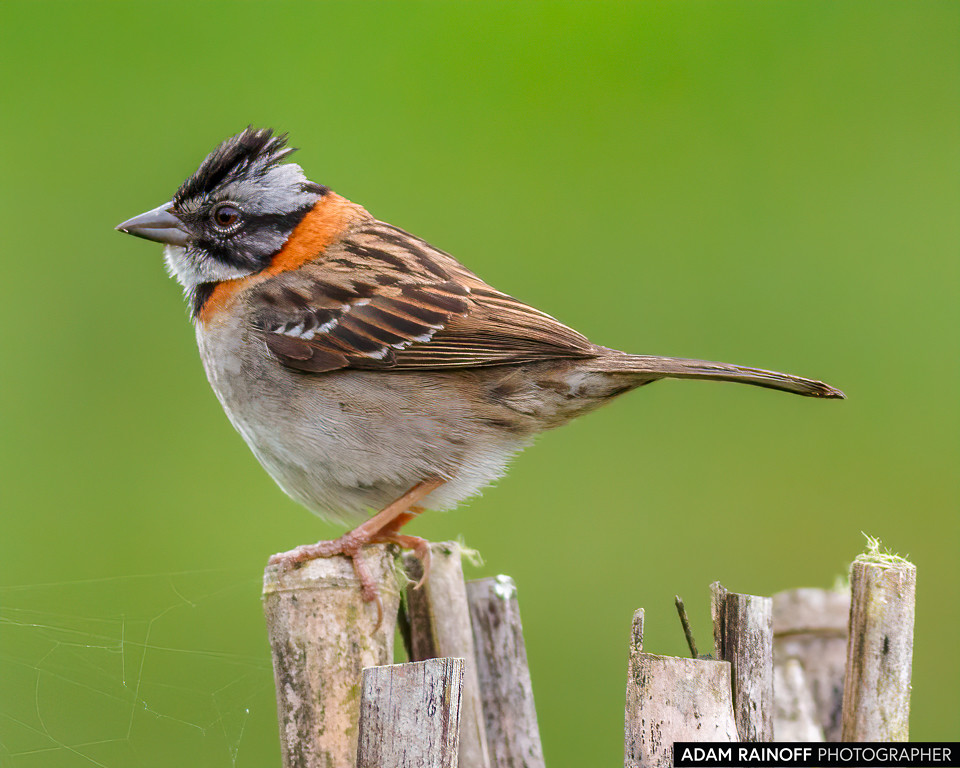Rufous-collared Sparrow, photographed at Recinto del Pensamiento, Manizales, Caldas, Colombia