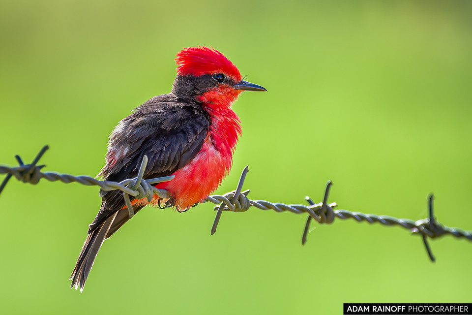 Vermilion Flycatcher, photographed at La Macarena, Meta, Colombia