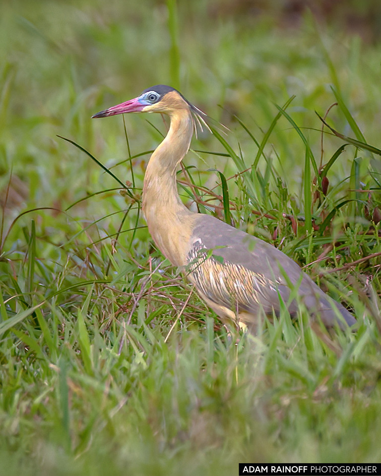 Whistling Heron, photographed at La Macarena, Meta, Colombia