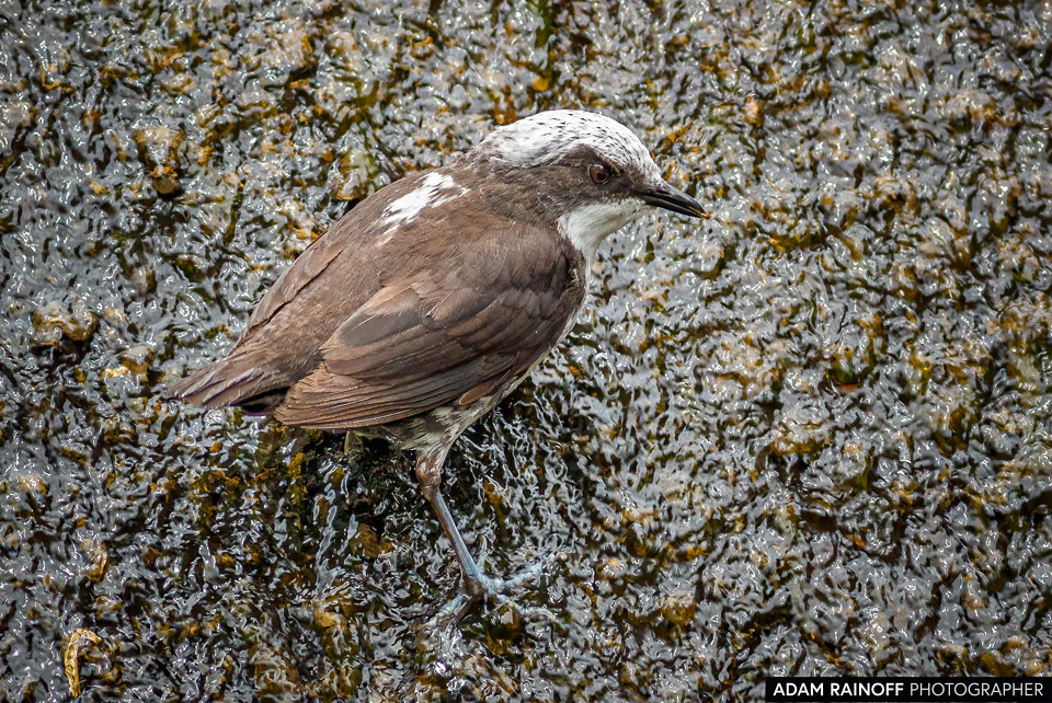 White-capped Dipper, photographed at Río Blanco reserve, near Manizales, Caldas, Colombia