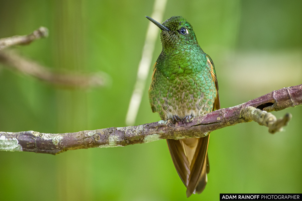 Buff-tailed Coronet, photographed at Recinto del Pensamiento, Manizales, Caldas, Colombia