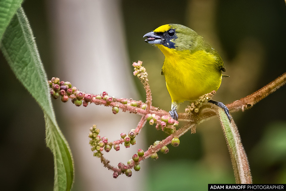 Juvenile Thick-billed Euphonia, photographed at La Esmeralda Hostal, Tolima, Colombia