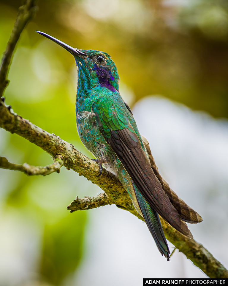 Lesser Violetear, photographed at Recinto del Pensamiento, Manizales, Caldas, Colombia