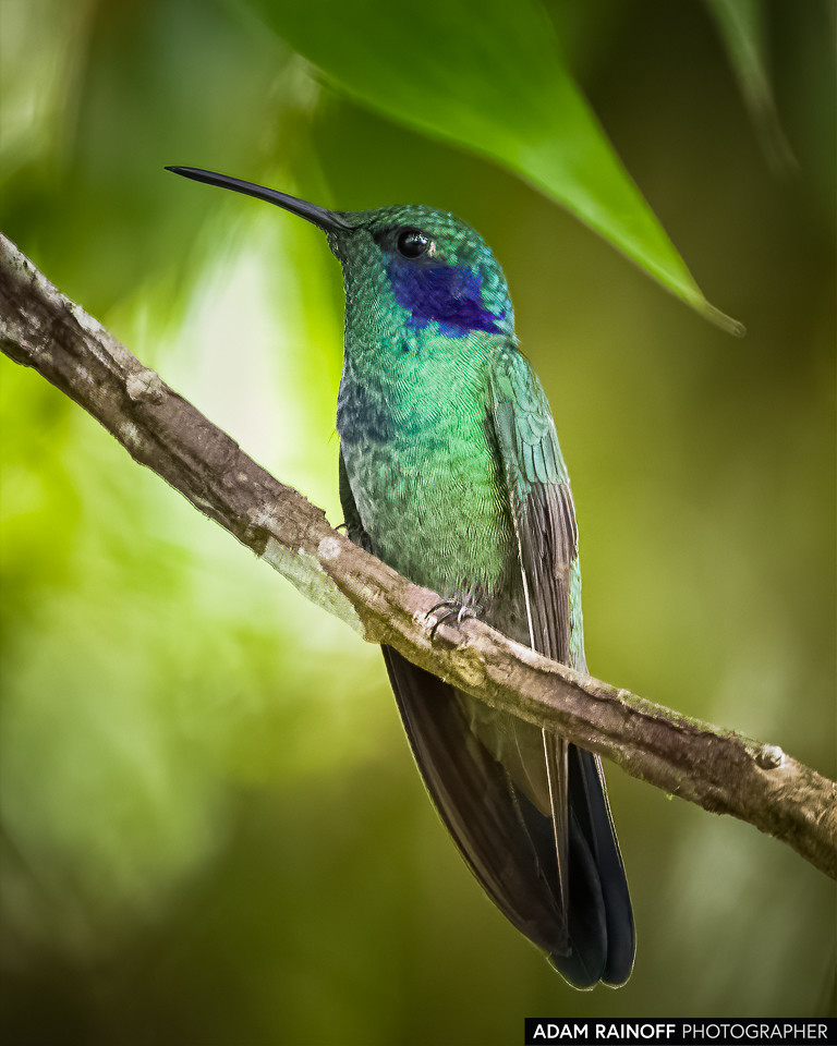 Lesser Violetear, photographed at Recinto del Pensamiento, Manizales, Caldas, Colombia