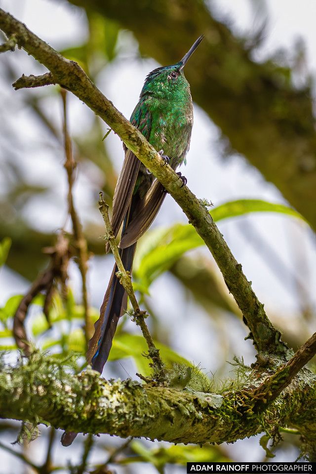 Long-tailed Sylph, photographed at Recinto del Pensamiento, Manizales, Caldas, Colombia