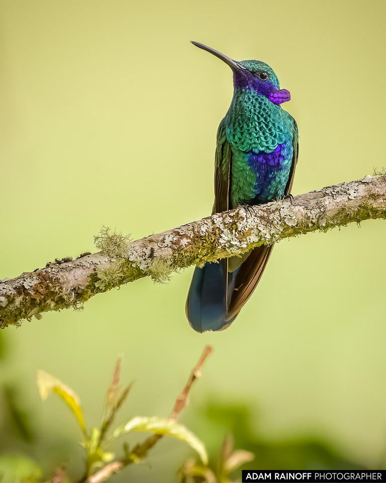 Sparkling Violetear, photographed at Recinto del Pensamiento, Manizales, Caldas, Colombia