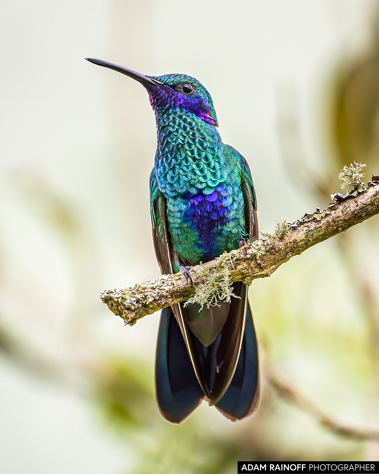 Sparkling Violetear, photographed at Recinto del Pensamiento, Manizales, Caldas, Colombia