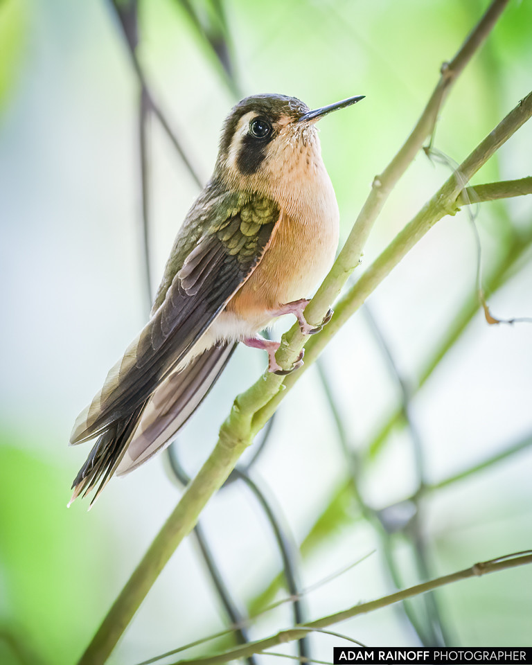 Speckled Hummingbird, photographed at Recinto del Pensamiento, Manizales, Caldas, Colombia