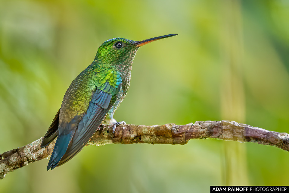 Steely-vented Hummingbird, photographed at Recinto del Pensamiento, Manizales, Caldas, Colombia