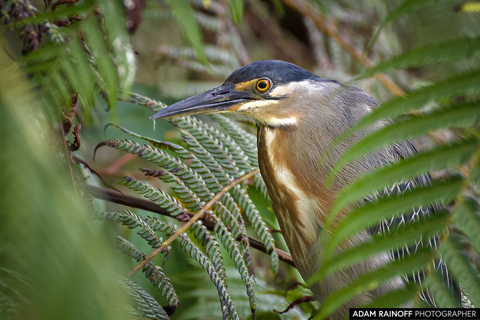Striated Heron, photographed at Corpoamazonia's Centro Experimental Amazónico, Putumayo, Colombia