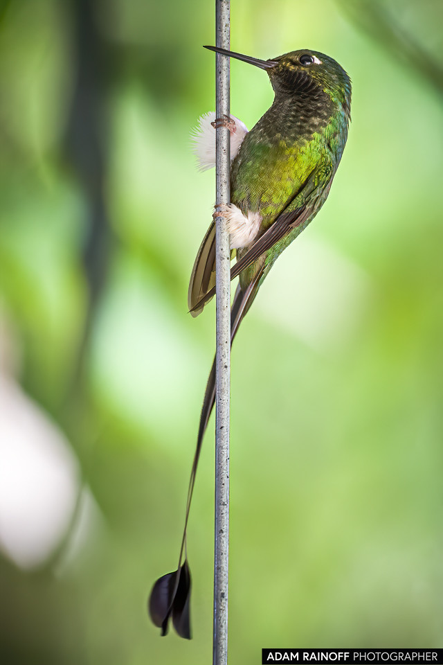 White-booted Racket-tail, photographed at Recinto del Pensamiento, Manizales, Caldas, Colombia