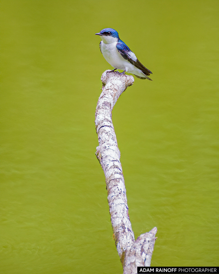 White-winged Swallow, photographed at Corpoamazonia's Centro Experimental Amazónico, Putumayo, Colombia