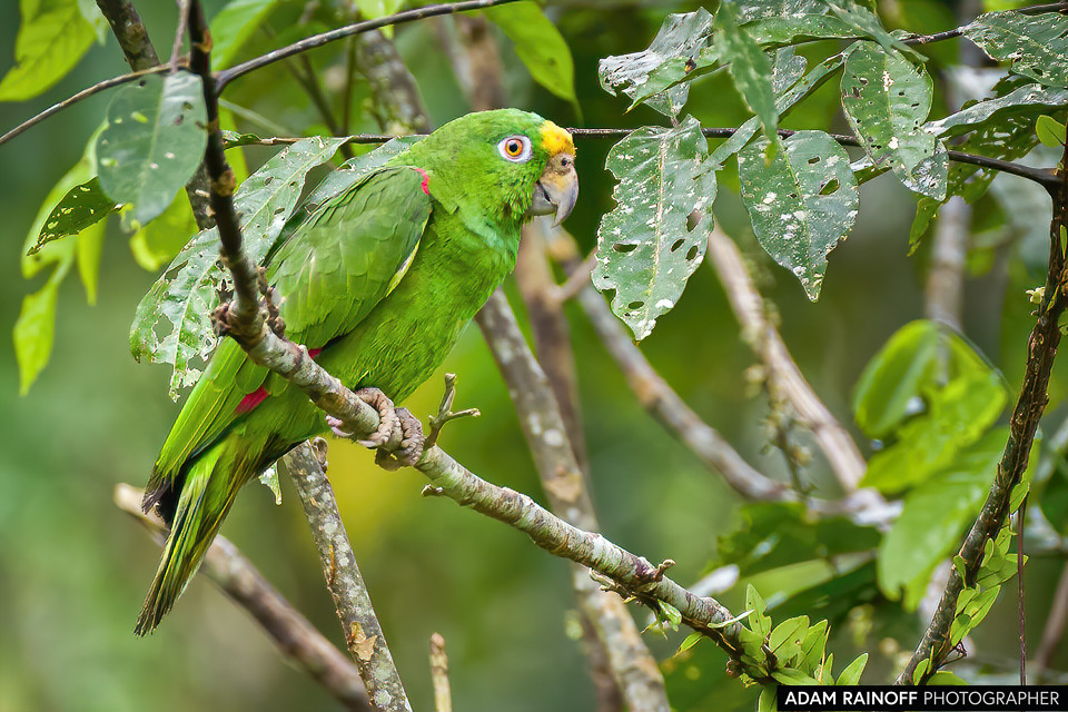 Yellow-crowned Amazon, photographed at El Escondite Reserva Natural, Villagarzón, Putumayo, Colombia