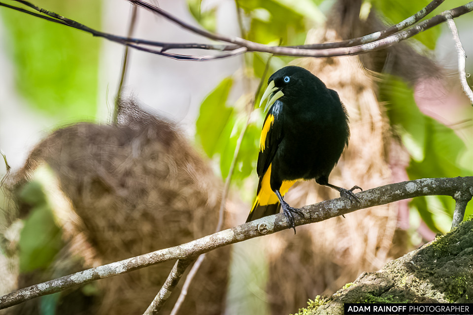 Yellow-rumped Cacique, photographed near Mocoa, Putumayo, Colombia