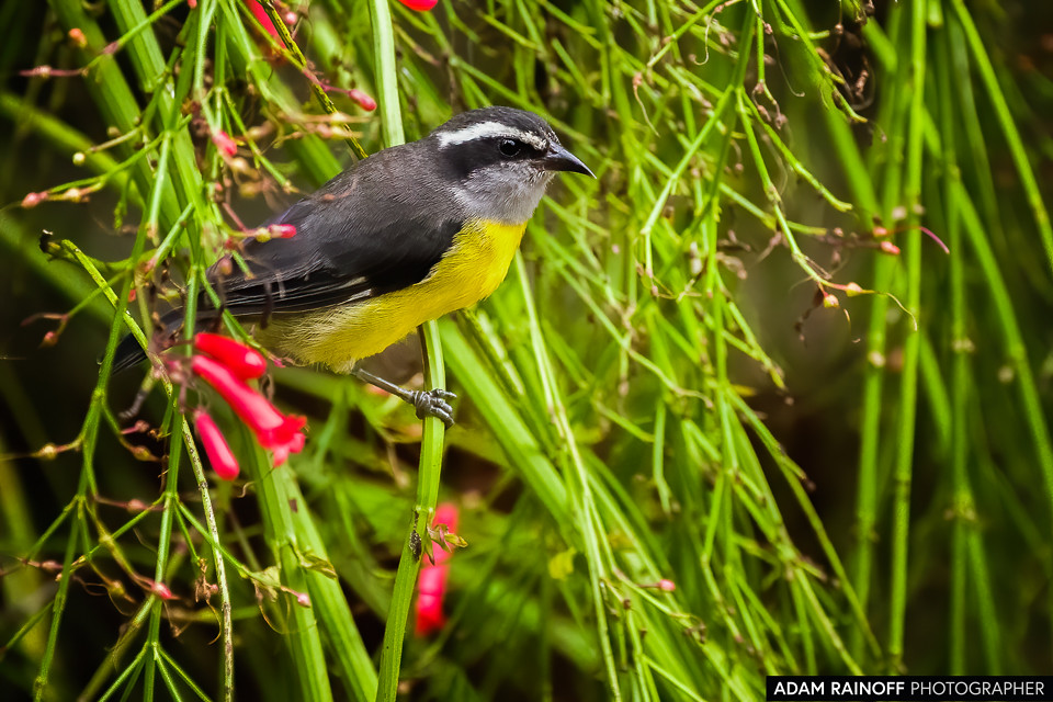 Bananaquit, photographed at Finca Ecoturística Canaguaros, near Tauramena, Casanare, Colombia