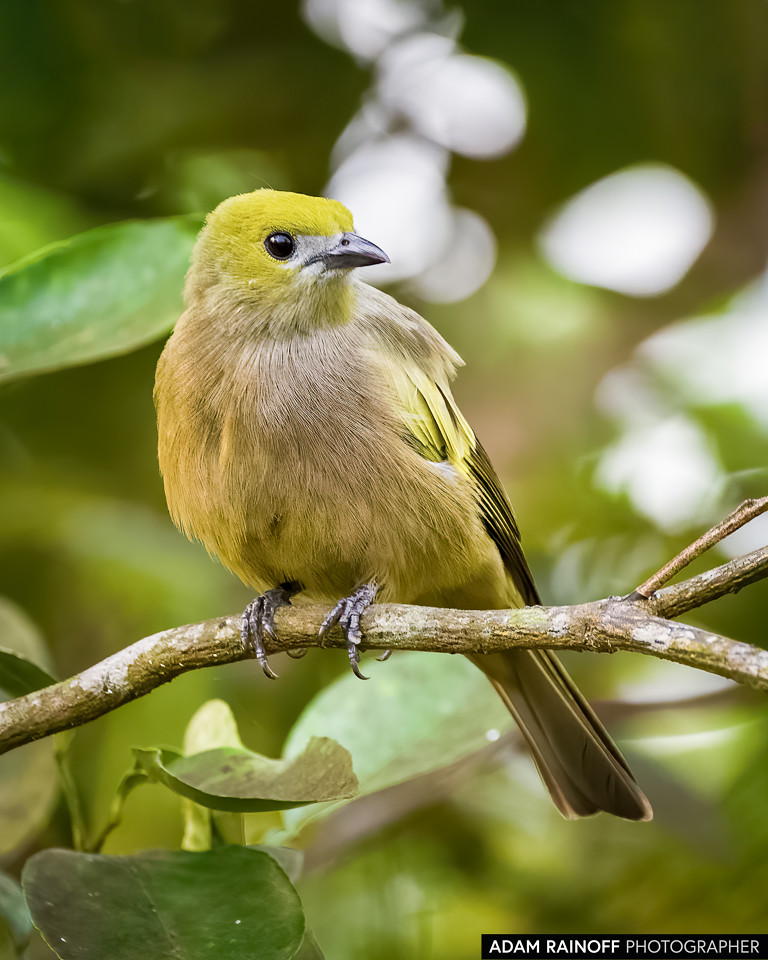 Palm Tanager, photographed at Finca Ecoturística Canaguaros, near Tauramena, Casanare, Colombia