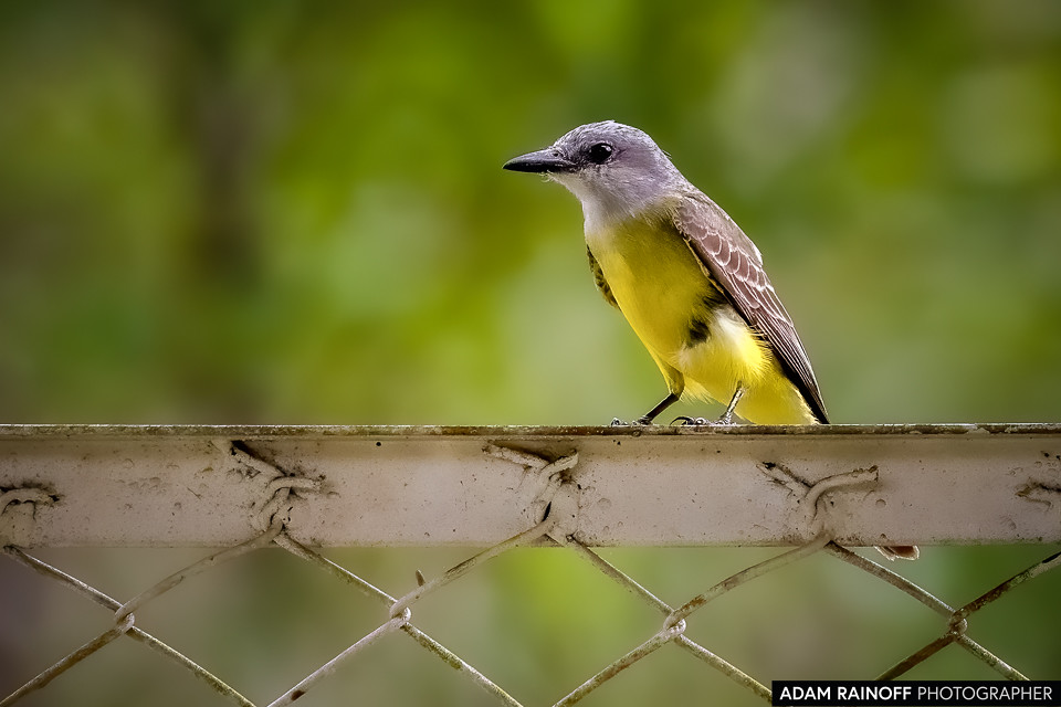 Tropical Kingbird, photographed at Finca Ecoturística Canaguaros, near Tauramena, Casanare, Colombia