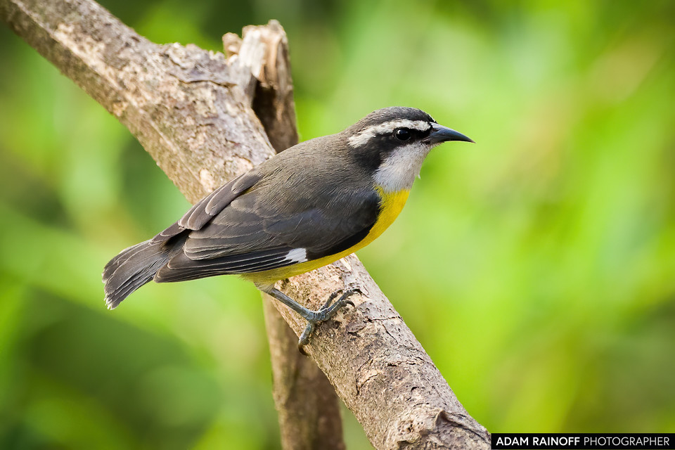 Bananaquit, photographed at Mirador Turístico Don Yo, Villavicencio, Meta, Colombia