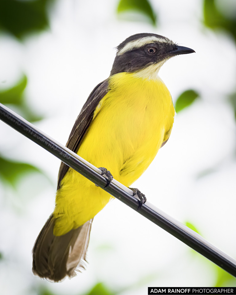 Social Flycatcher, photographed at Pozos La Chorrera, Acacías, Meta, Colombia