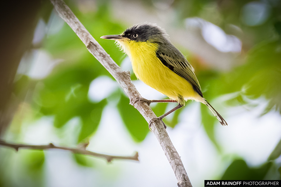 Common Tody-Flycatcher, photographed at Charca de Guarinocito, Caldas, Colombia
