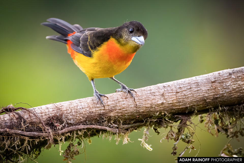 Female Flame-rumped Tanager, photographed at Kairi Lodge Natural Reserve, near Manizales, Caldas, Colombia