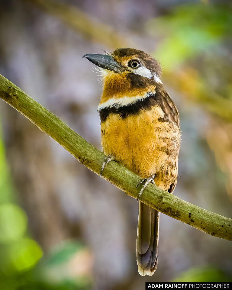 Russet-throated Puffbird, photographed at Charca de Guarinocito, Caldas, Colombia