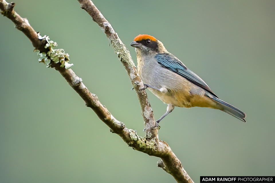 Scrub Tanager, photographed at Kairi Lodge Natural Reserve, near Manizales, Caldas, Colombia