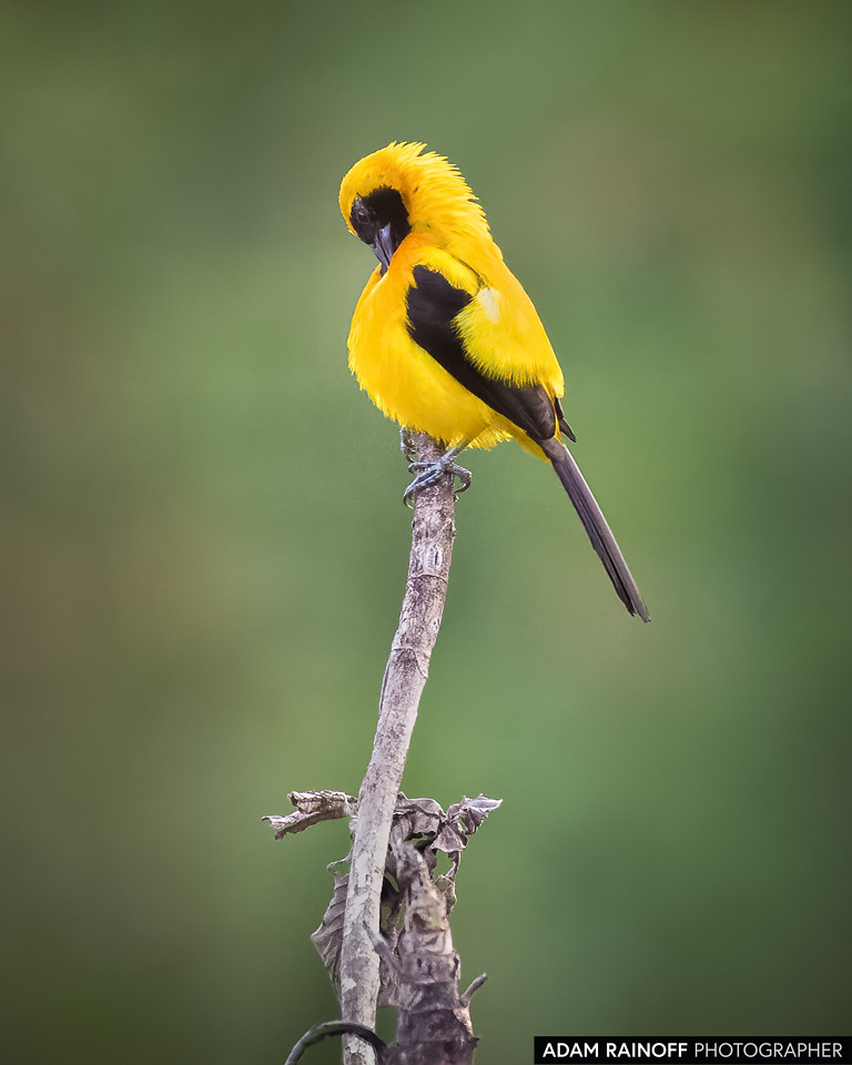 Yellow-backed Oriole, photographed at Kairi Lodge Natural Reserve, near Manizales, Caldas, Colombia