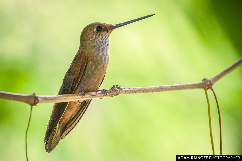 Bronzy Inca, photographed at Recinto del Pensamiento, Manizales, Caldas, Colombia