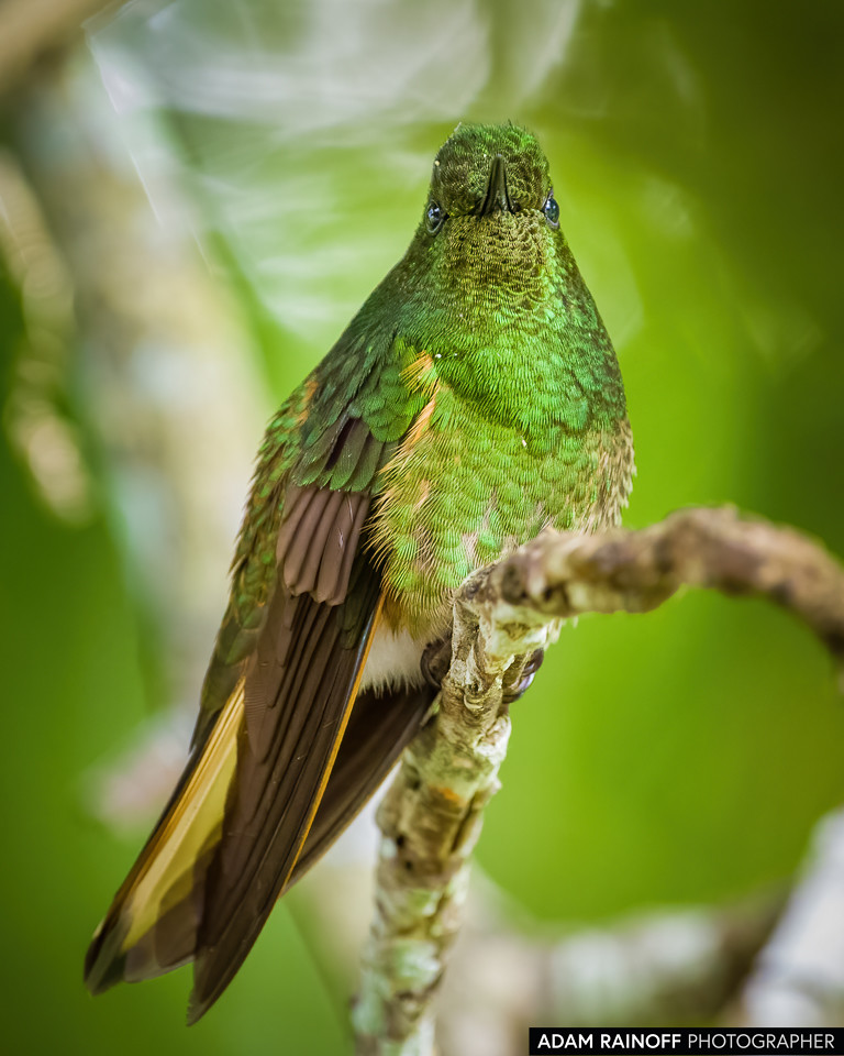Buff-tailed Coronet, photographed at Recinto del Pensamiento, Manizales, Caldas, Colombia