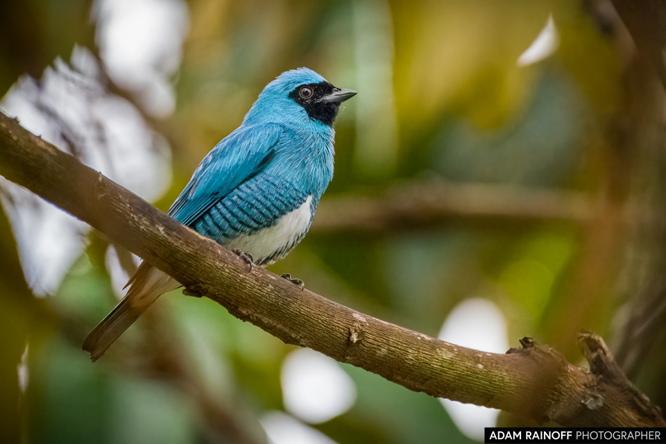 Swallow Tanager, photographed at Resguardos de Paz, El Paujil, Caquetá, Colombia