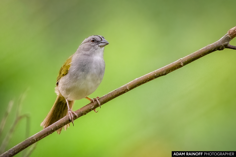 Black-striped Sparrow, photographed at Reserva Natural El Danubio, Morelia, Caquetá, Colombia