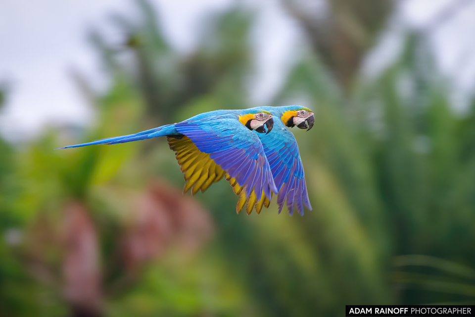 Blue-and-yellow Macaw, photographed at El Doncello, Caquetá, Colombia
