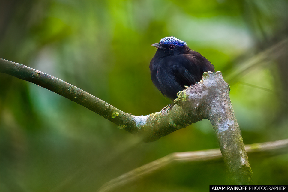 Blue-capped Manakin, photographed at Reserva Natural El Danubio, Morelia, Caquetá, Colombia