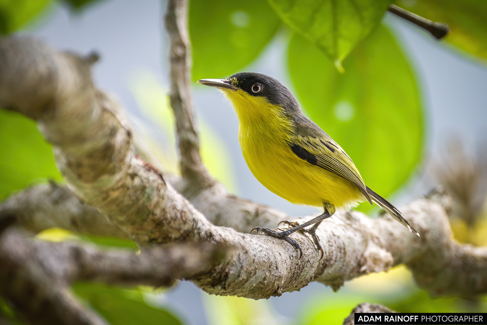 Common Tody-Flycatcher, photographed at Reserva Natural El Danubio, Morelia, Caquetá, Colombia