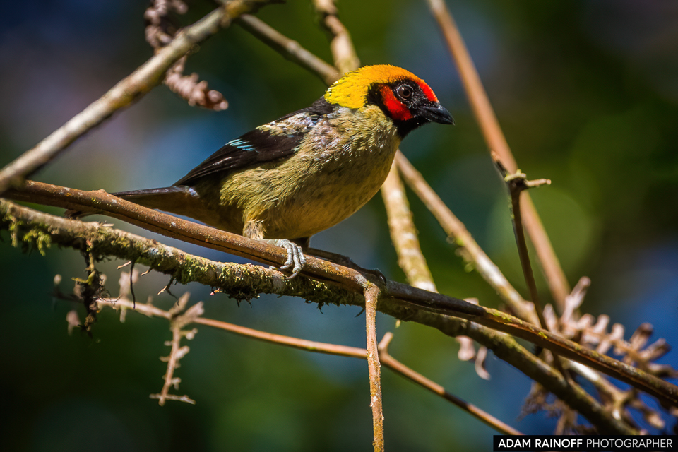 Flame-faced Tanager, photographed at El Caraño, Florencia, Caquetá, Colombia