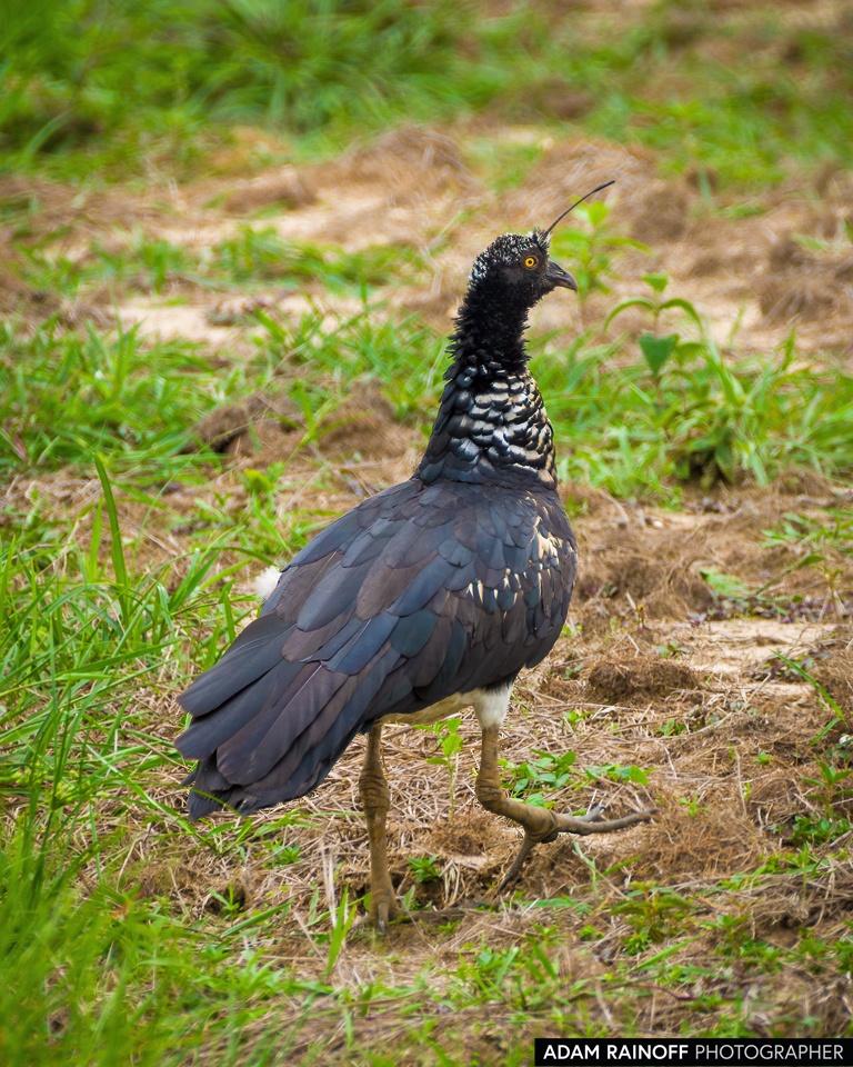 Horned Screamer, photographed at Resguardos de Paz, El Paujil, Caquetá, Colombia