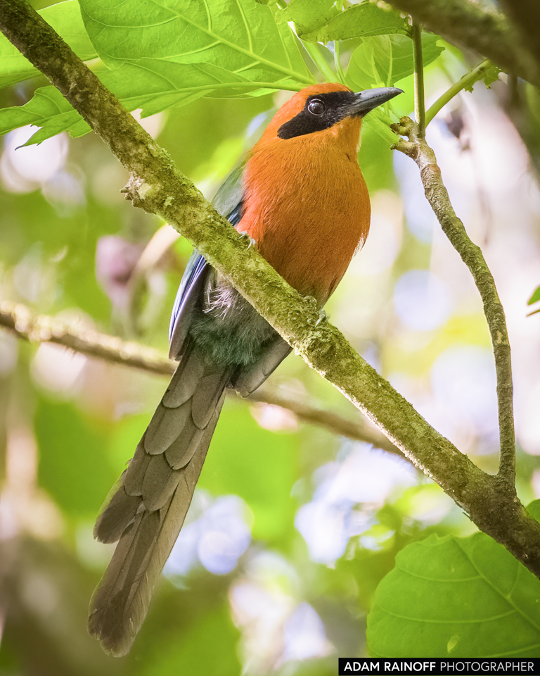 Rufous Motmot, photographed at El Caraño, Florencia, Caquetá, Colombia