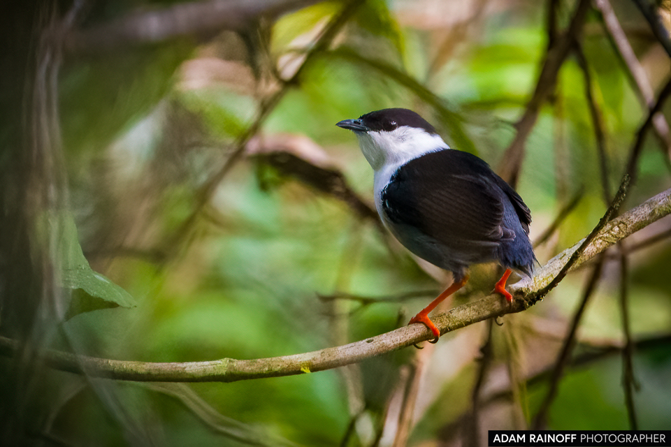White-bearded Manakin, photographed at Reserva Natural El Danubio, Morelia, Caquetá, Colombia