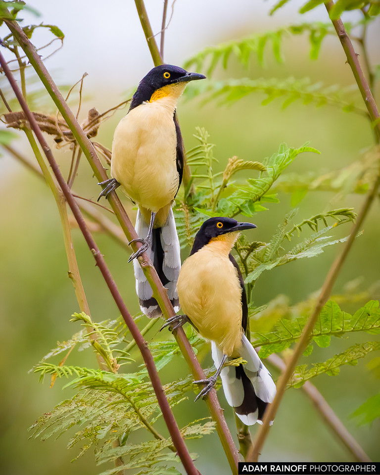 Black-capped Donacobius, photographed at Leticia, Amazonas, Colombia