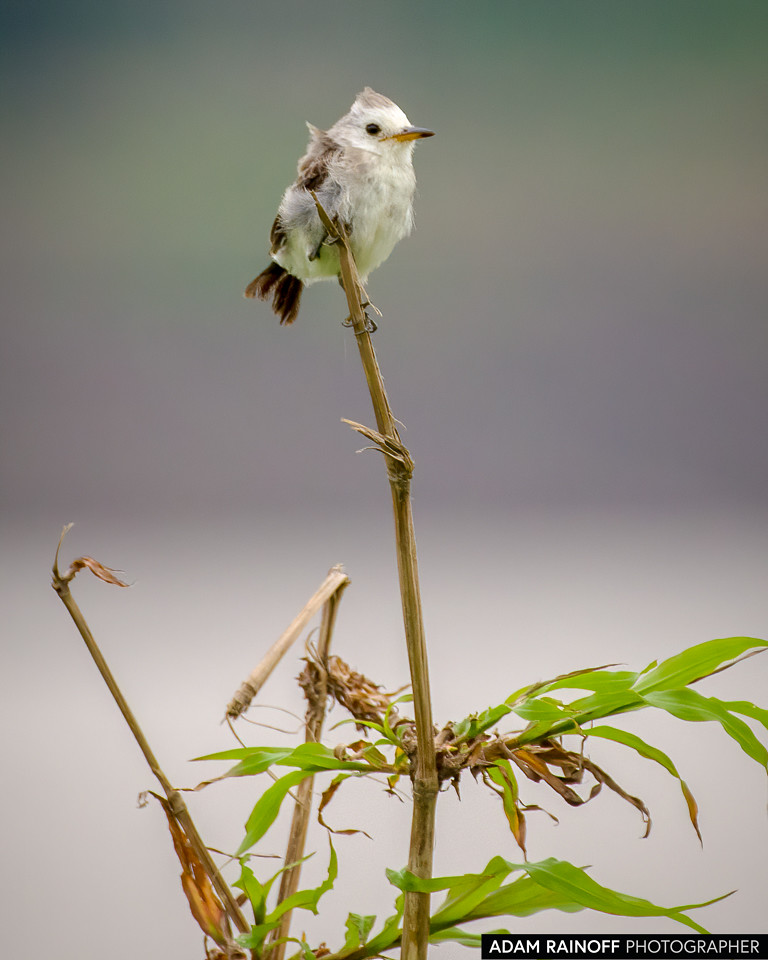 Juvenile White-headed Marsh Tyrant, photographed at Leticia, Amazonas, Colombia
