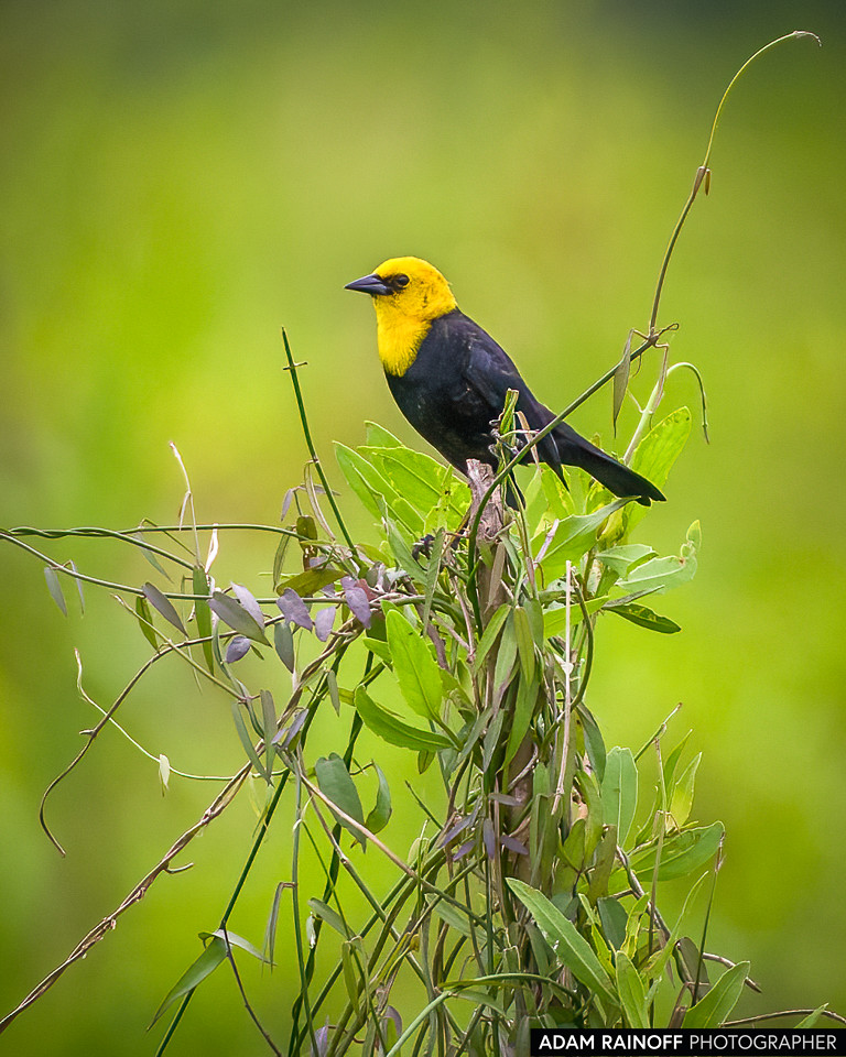 Yellow-hooded Blackbird, photographed at Leticia, Amazonas, Colombia