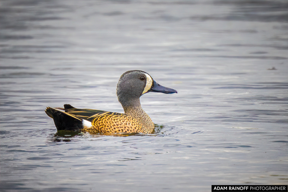 Blue-winged Teal, photographed at El Desaguadero, Lago de Tota, Boyacá, Colombia