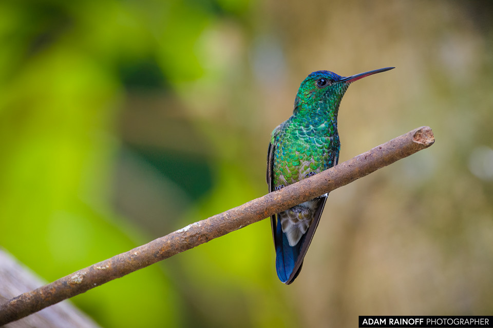 Indigo-capped Hummingbird, photographed at Reserva Natural El Palmar, near Ibagué, Tolima, Colombia