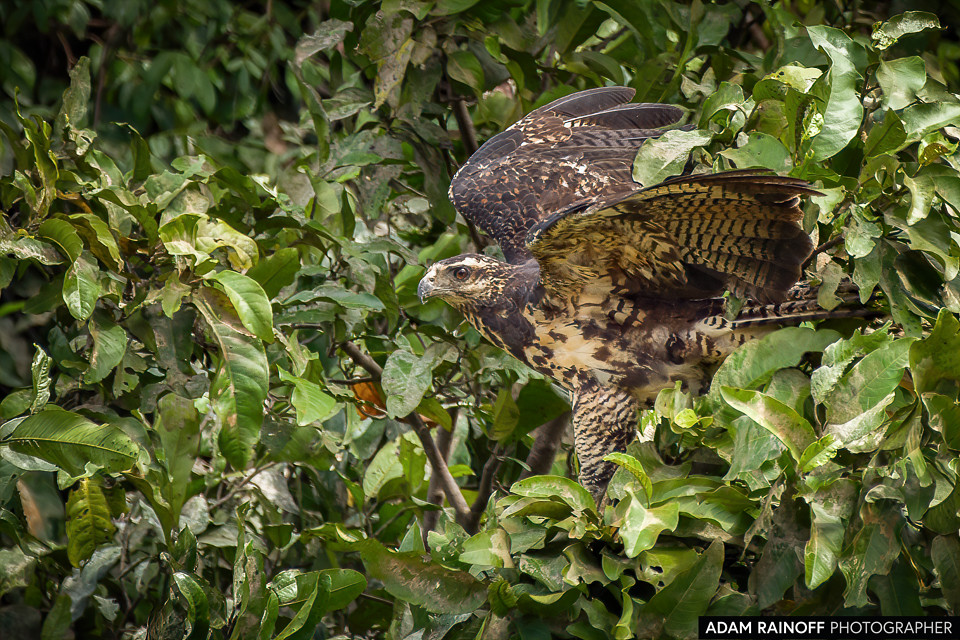 Juvenile Great Black Hawk, photographed at Zacambu Lodge, Yavarí, Loreto, Peru