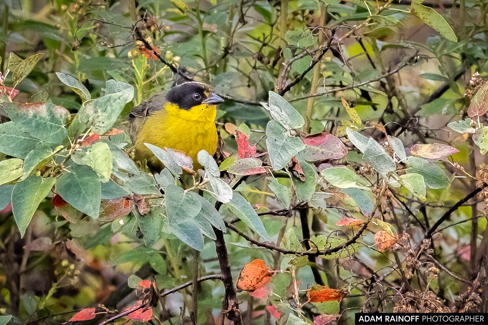 Pale-naped Brushfinch, photographed at Pueblito Antiguo, Cuítiva, Boyacá, Colombia