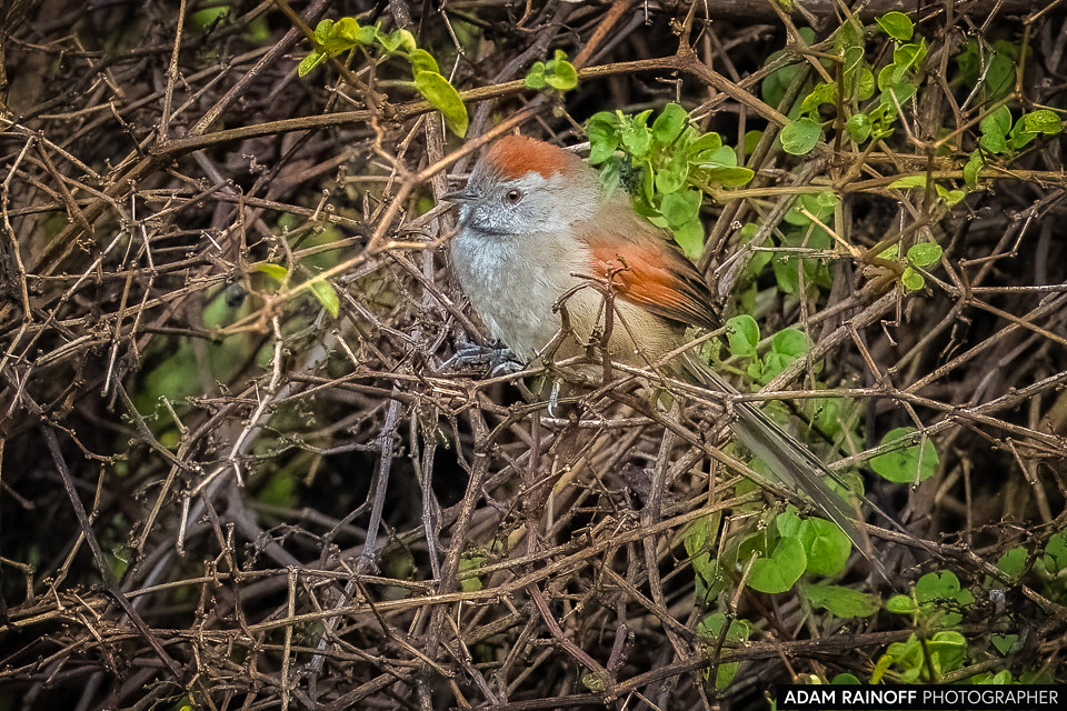 Silvery-throated Spinetail, photographed at Pueblito Antiguo, Cuítiva, Boyacá, Colombia
