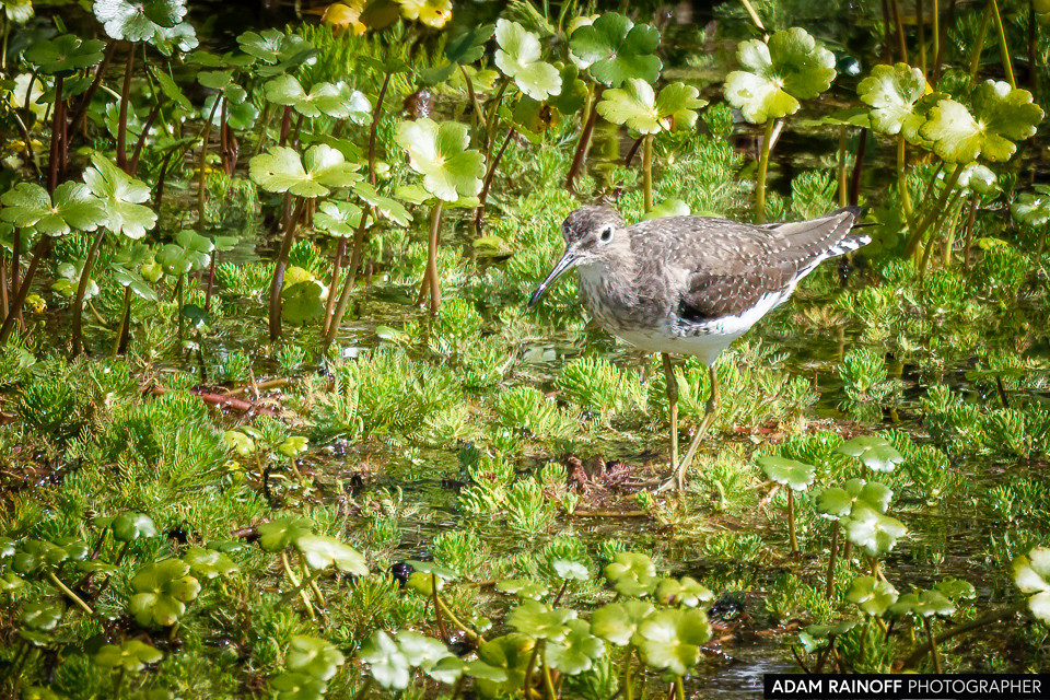 Solitary Sandpiper, photographed at El Desaguadero, Lago de Tota, Boyacá, Colombia