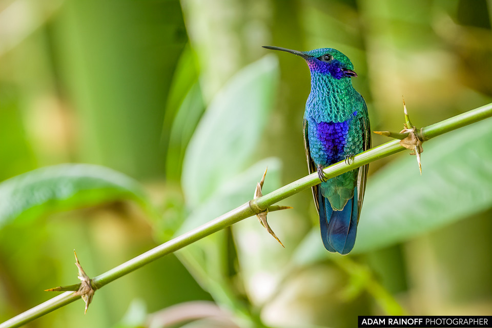 Sparkling Violetear, photographed at Recinto del Pensamiento, Manizales, Caldas, Colombia